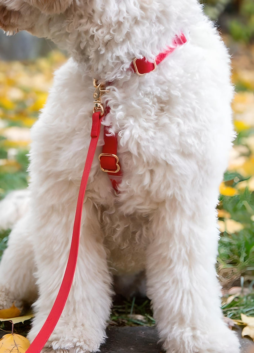 harnais-y-laisse-chien-rouge-impermeable-yoyoandco. 