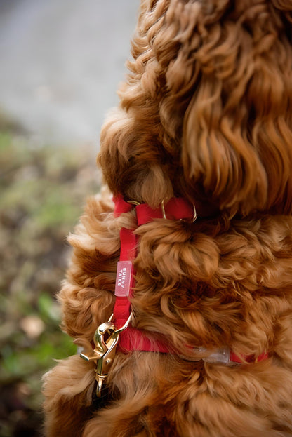 harnais-y-chien-rouge-impermeable-yoyoandco. 