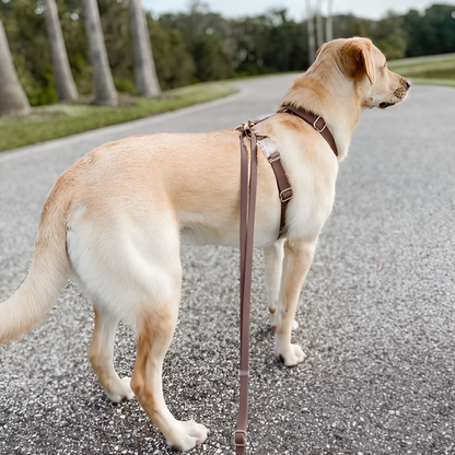 HARNAIS IMPERMÉABLE REGLABLE POUR CHIEN - MARRON